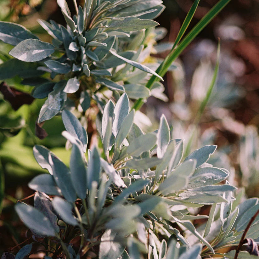HAND & BODY WASH SAGE ROSEMARY LAVENDER