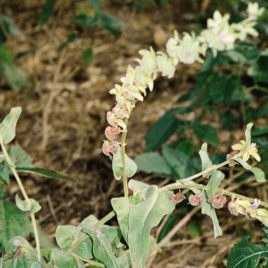 HANDCREAM BERGAMOT PATCHOULI