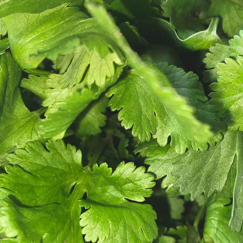 SCENTED CANDLE CORIANDER