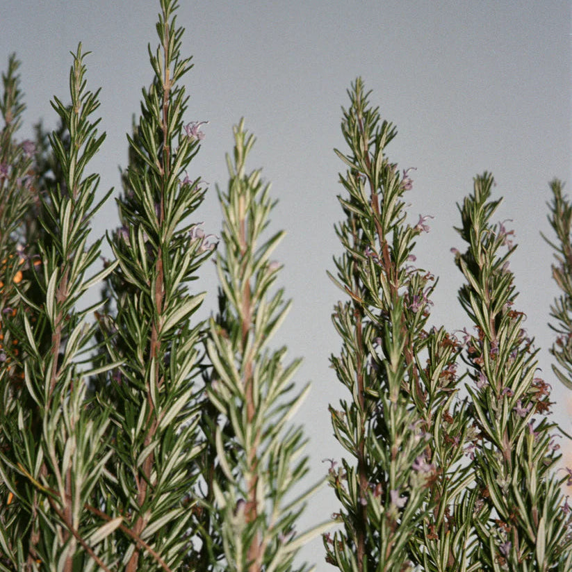 HAND & BODY WASH SAGE ROSEMARY LAVENDER