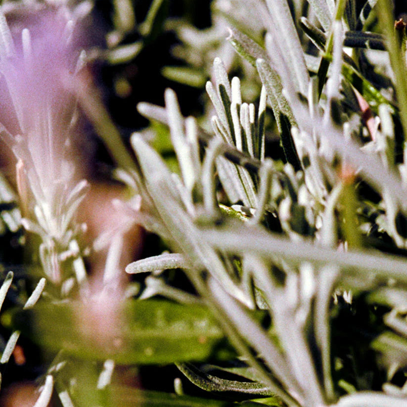 HANDCARE SET Sage/Rosemary/Lavender